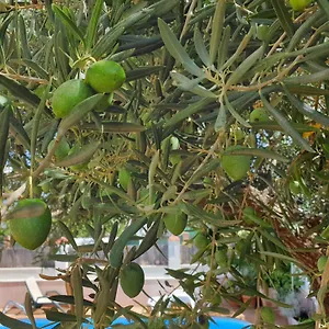 Homestay El Olivo, Ronda
